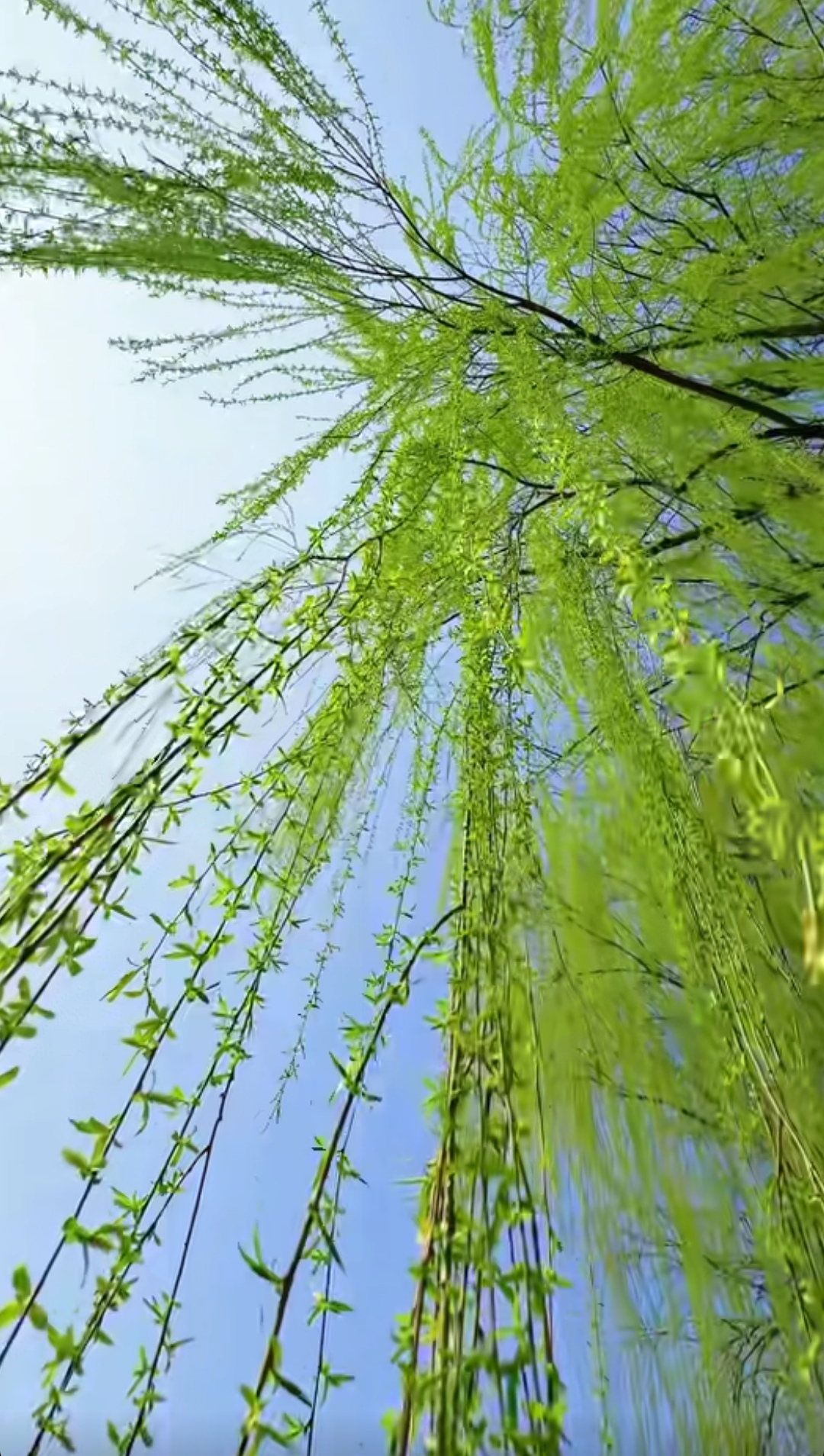 梦中情服想找个礼包充都没地方 二龙传奇 图片 2