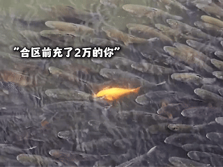 【红运搬砖记】咸鱼搬砖半年试试新区 红运沉默 图片 1